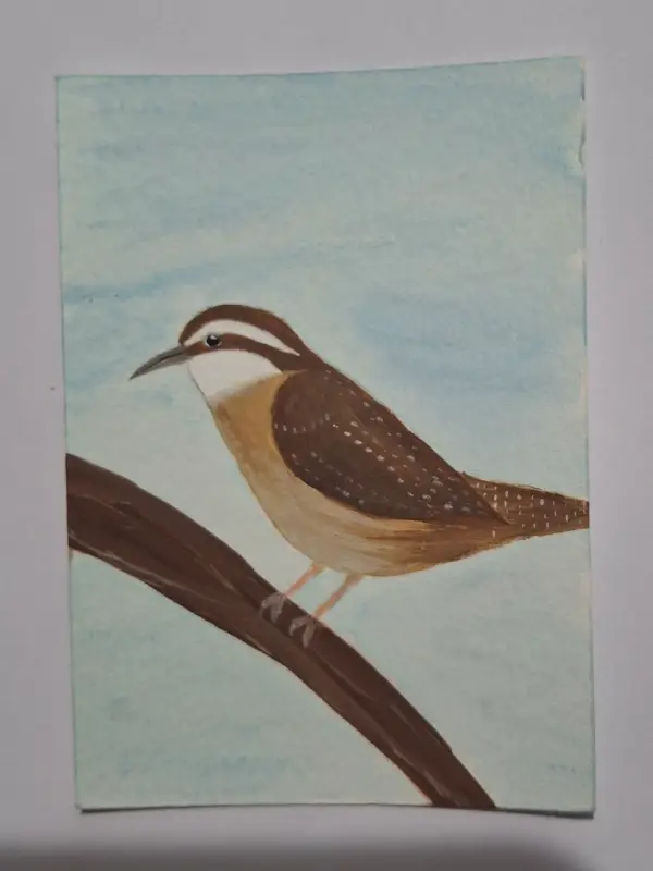 Carolina Wren aceo art card