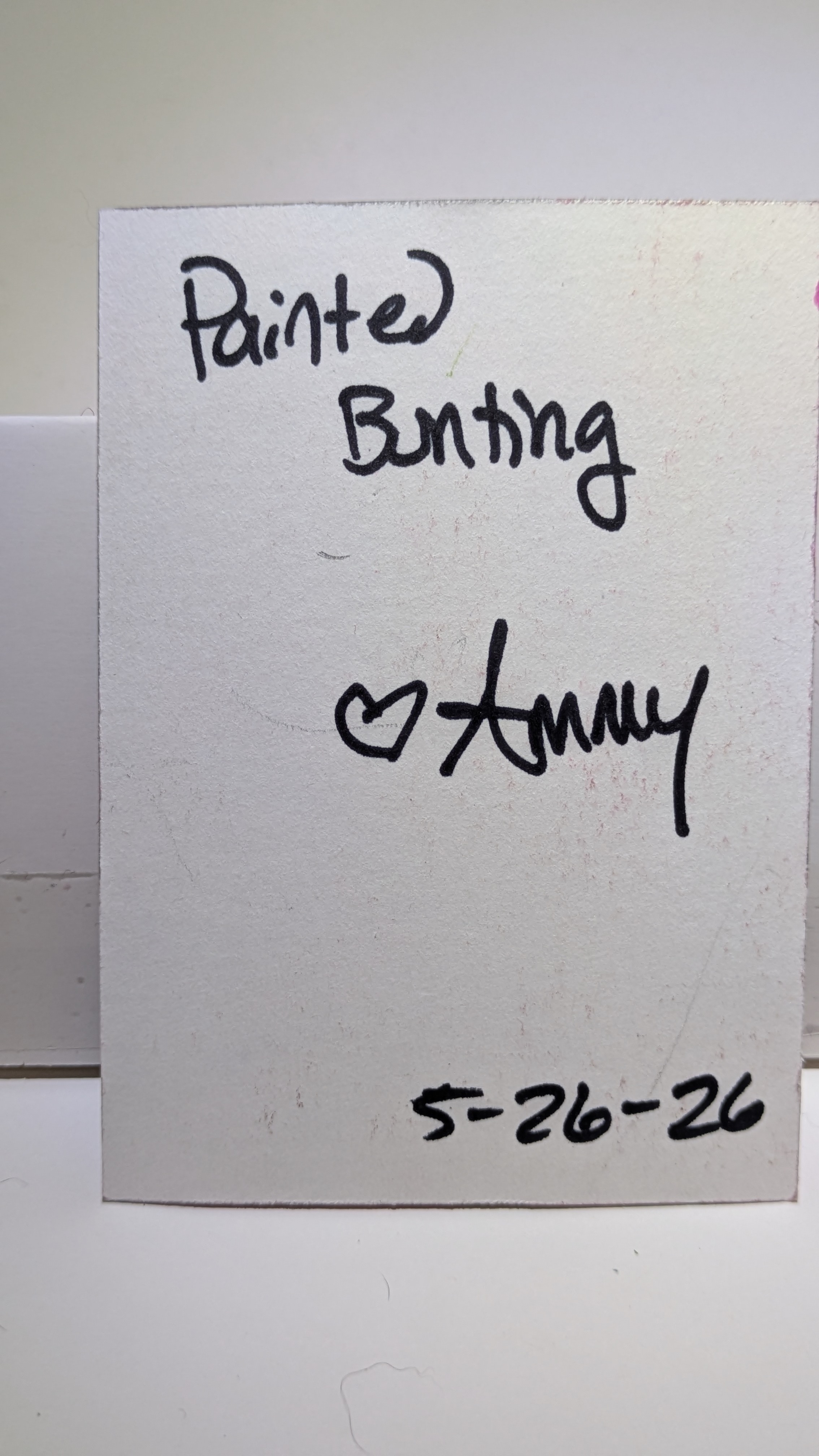 Painted Bunting aceo art card thumbnail 2