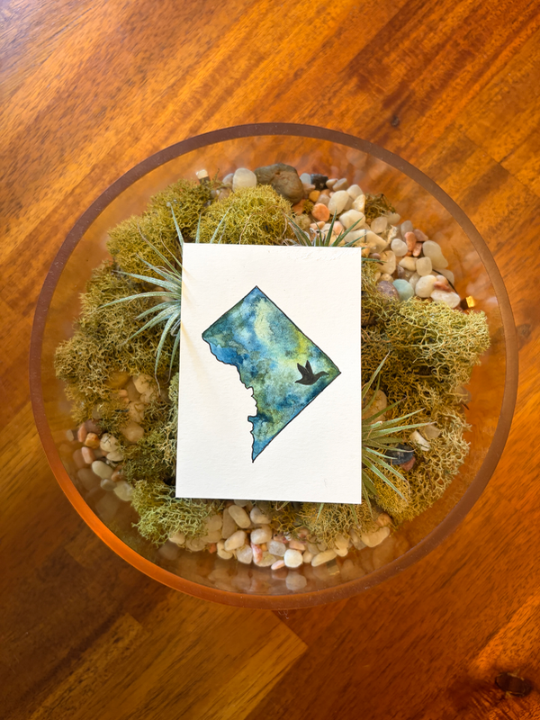 Washington, DC: Mallard aceo art card