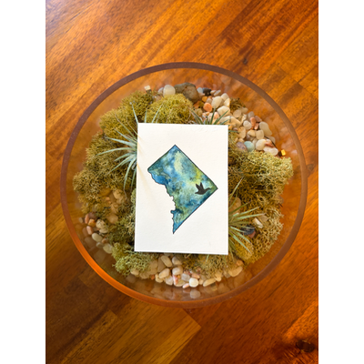 Washington, DC: Mallard aceo art card thumbnail 1