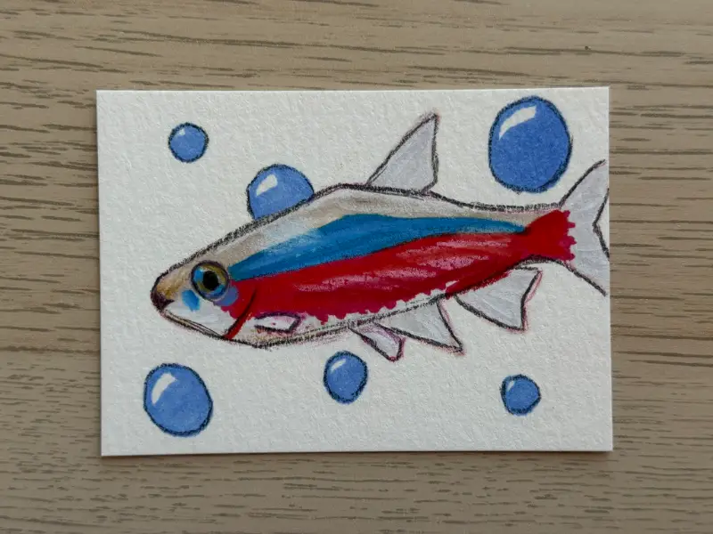 Cardinal Tetra aceo art card