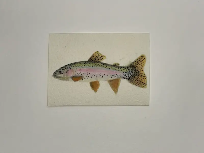 Rainbow Trout Fish aceo art card