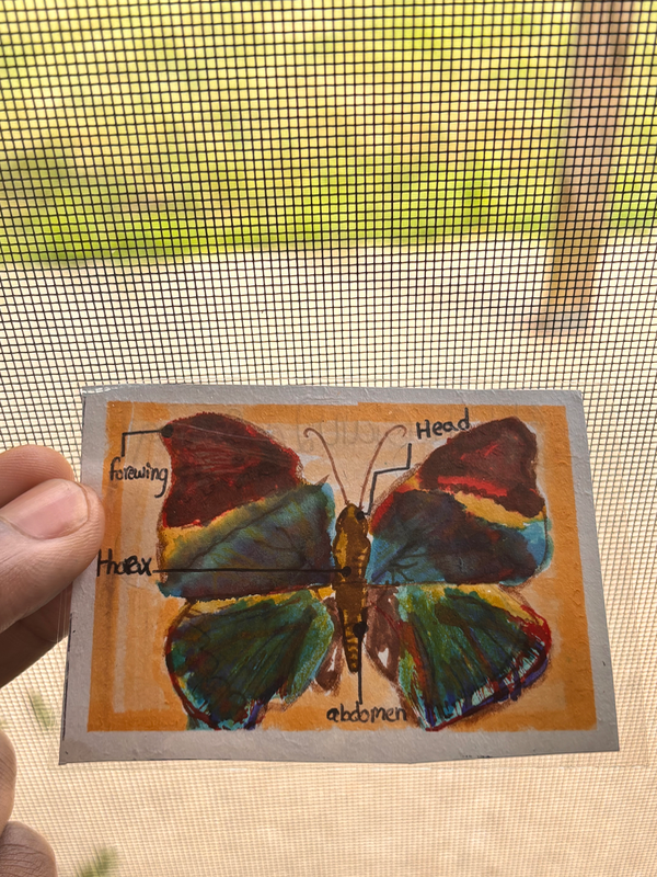 Malaysian Leafwing aceo art card