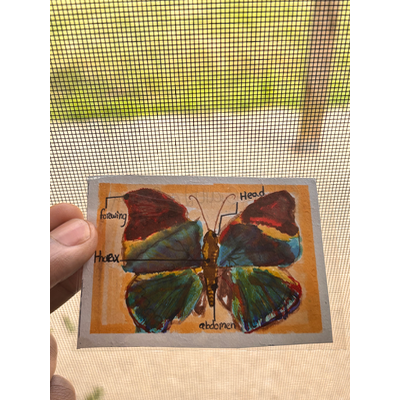 Malaysian Leafwing aceo art card thumbnail 1