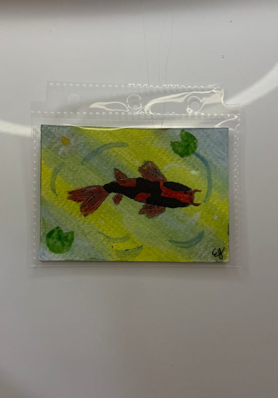 Hi Utsuri Koi - Love & Reflection aceo art card