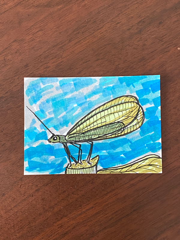 Lacewing aceo art card