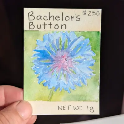 Bachelor's Button Seed Packet ACEO aceo art card thumbnail 2