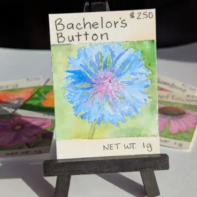 Bachelor's Button Seed Packet ACEO aceo art card thumbnail 1