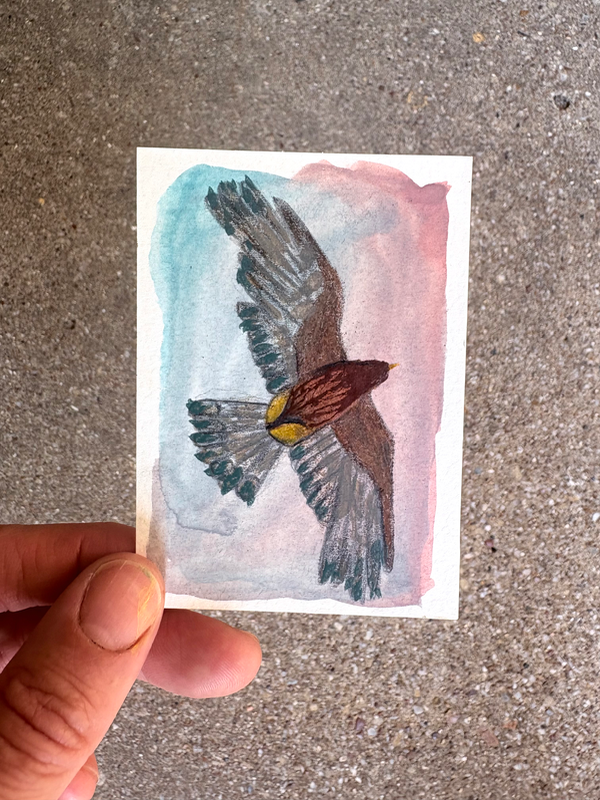 Hawk Study aceo art card
