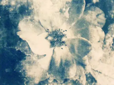 Moon Rose Cyanotype Original Art ACEO aceo art card thumbnail 2