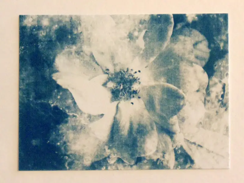 Moon Rose Cyanotype Original Art ACEO aceo art card