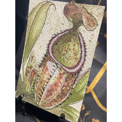 Pitcher aceo art card thumbnail 1