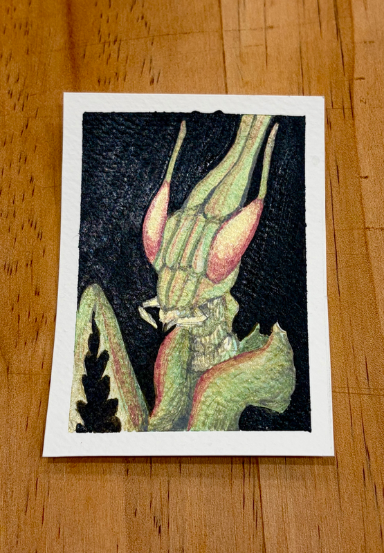 Mantis aceo art card