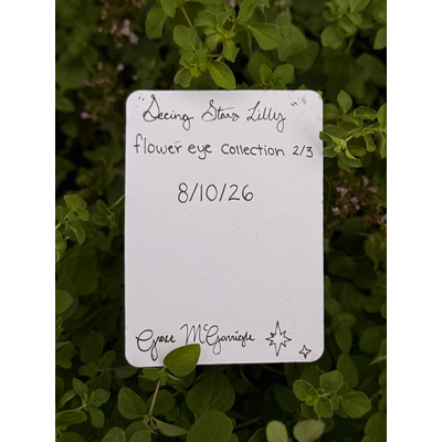Seeing Stars Lilly aceo art card thumbnail 2