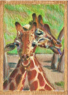 Twin Giraffes aceo art card thumbnail 2