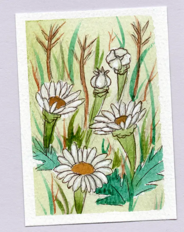 Daisies aceo art card