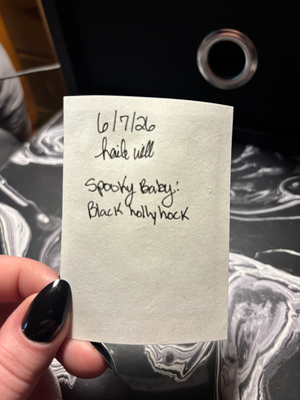 Spooky Baby: Black Hollyhock aceo art card thumbnail 3