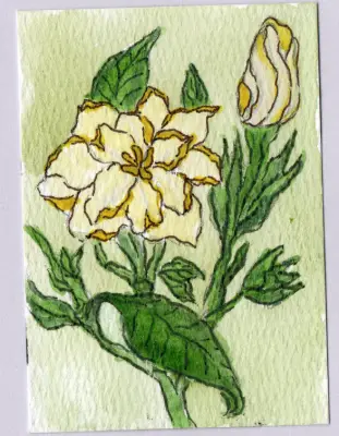 Gardenia aceo art card thumbnail 1