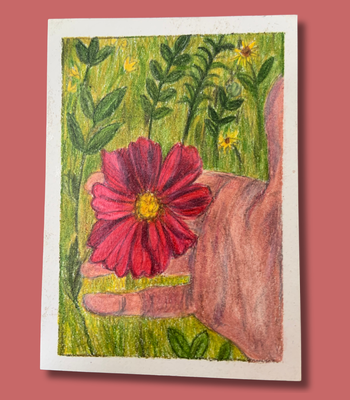 A Poppy in Hand- Original ACEO Colored Pencil Drawing - Wildflower Art aceo art card thumbnail 1