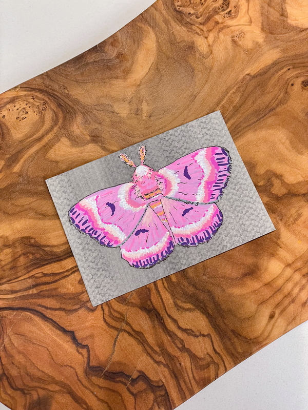 Moth Study - Pink 02 aceo art card