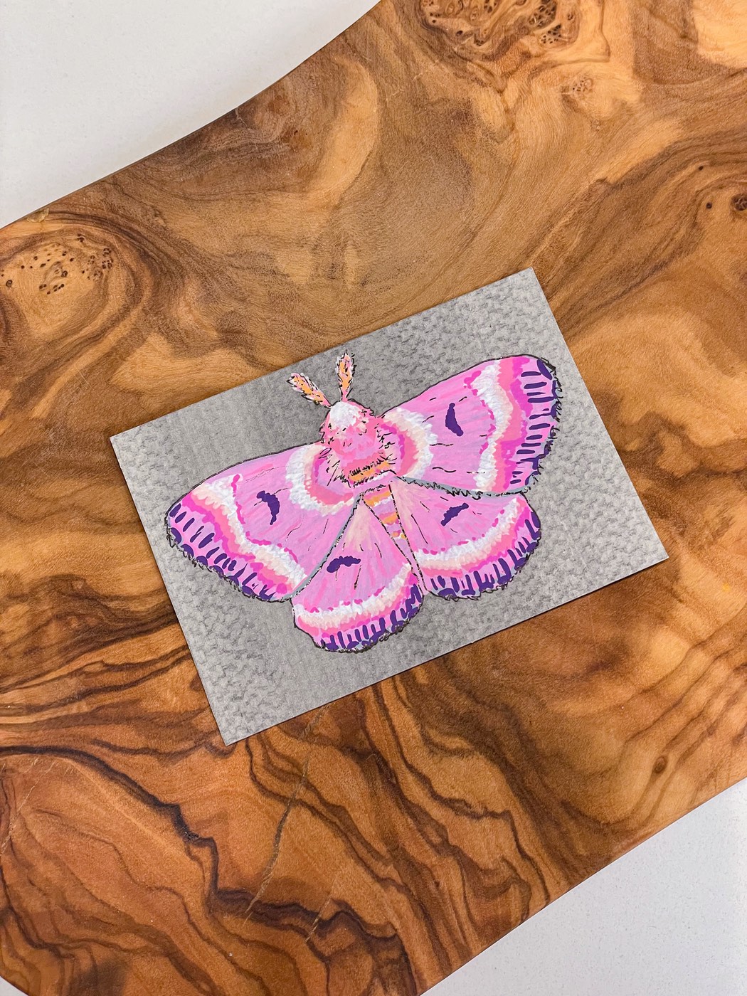 Moth Study - Pink 02 aceo art card
