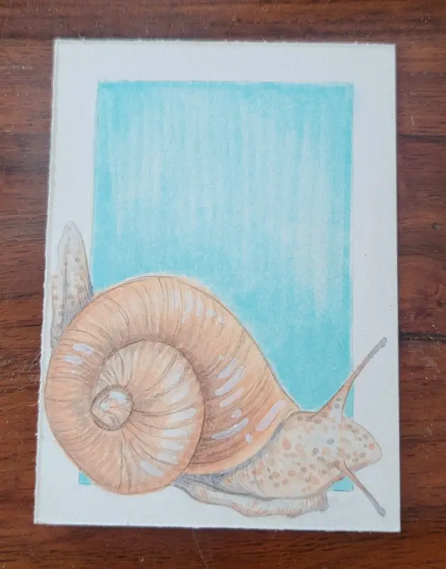ACEO Original Marker Drawing - Everglades, Florida, Snail, Insect aceo art card