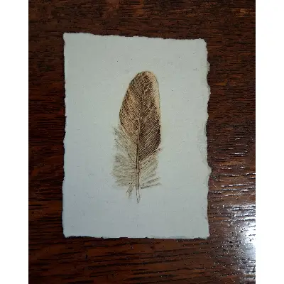 Mountain Quail Wing Feather aceo art card thumbnail 1