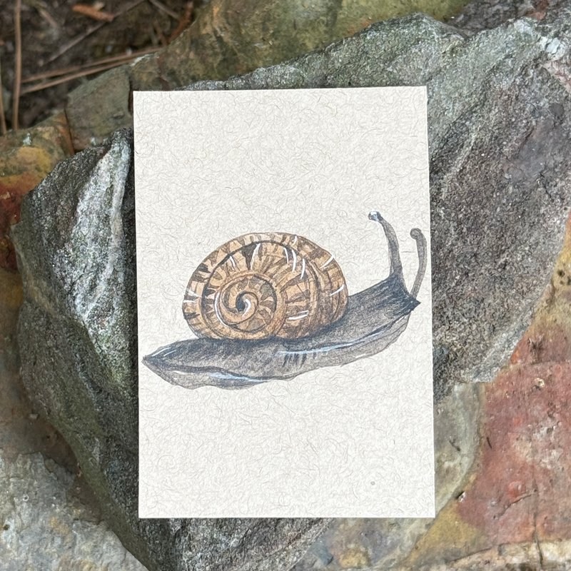 ACEO Watercolor Nature Collection “Snail” aceo art card