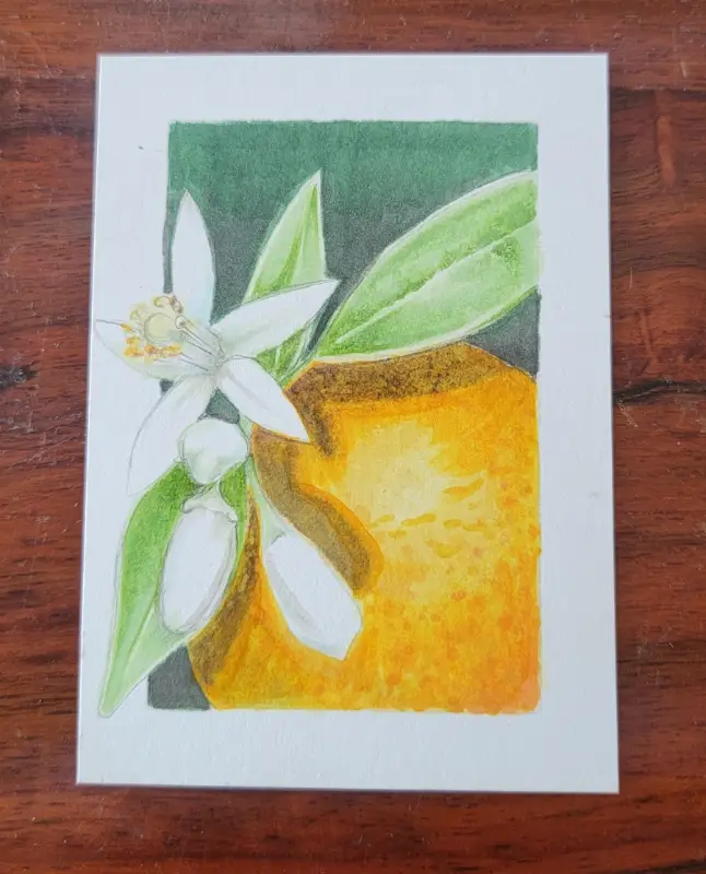 ACEO Original Marker Drawing - Florida, Oranges, Nature, Fruit aceo art card