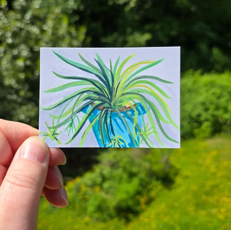 Simple Spiderplant aceo art card