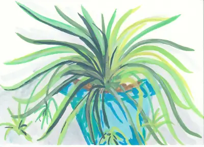Simple Spiderplant aceo art card thumbnail 2