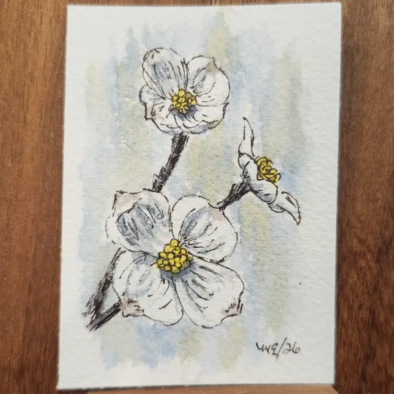 Dogwood Blooms aceo art card