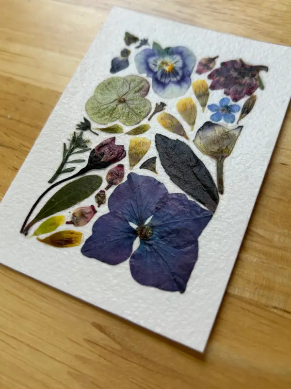 Pressed Flowers #9 (Floral Series) aceo art card