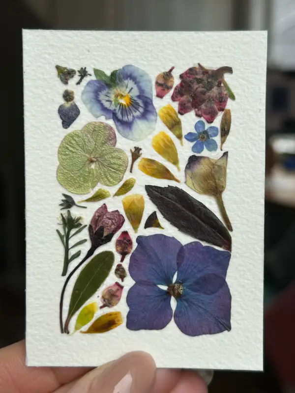 Pressed Flowers #9 (Floral Series) aceo art card