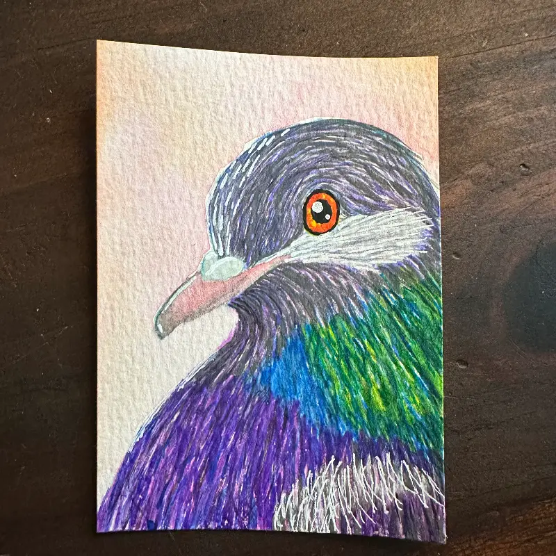Portrait of a Pigeon - 1 of 3 originals aceo art card