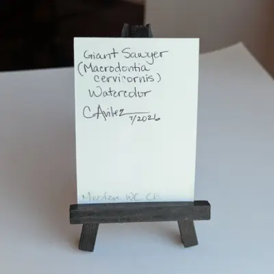 Giant Jawed Sawyer Beetle aceo art card thumbnail 3