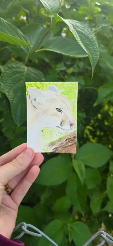 Mountain Lion aceo art card