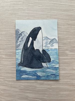 “Taking a Look” Orca Series 1/4 aceo art card thumbnail 1