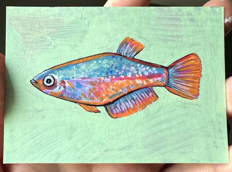 Colorful Fish aceo art card