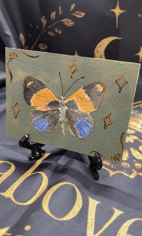 Whimsy Asterope markii davisii aceo art card