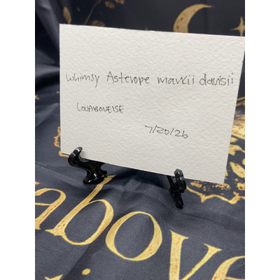 Whimsy Asterope markii davisii aceo art card thumbnail 2
