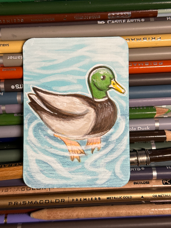 Mallard Duck aceo art card