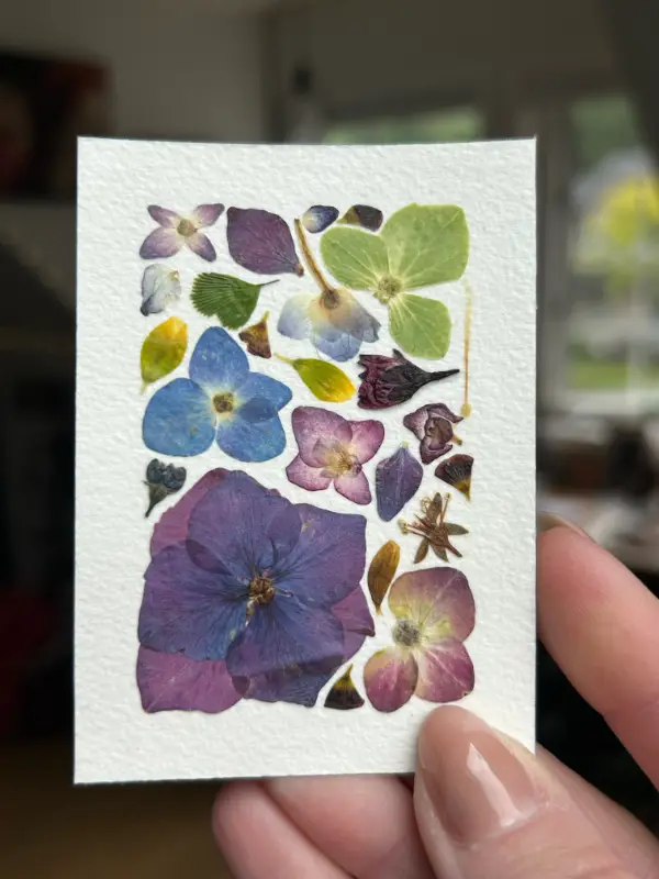 Pressed Flowers #3 aceo art card