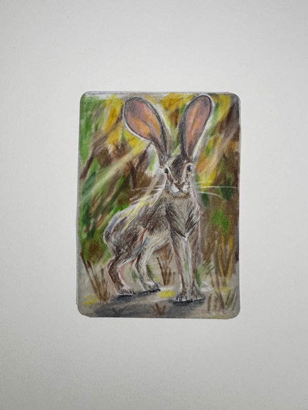 Desert Hare aceo art card