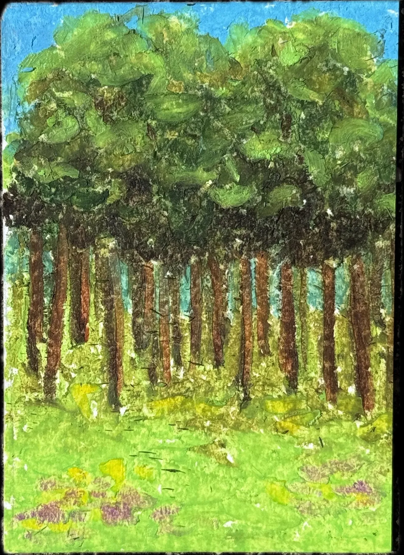 Pine Tree Forest at Midday aceo art card