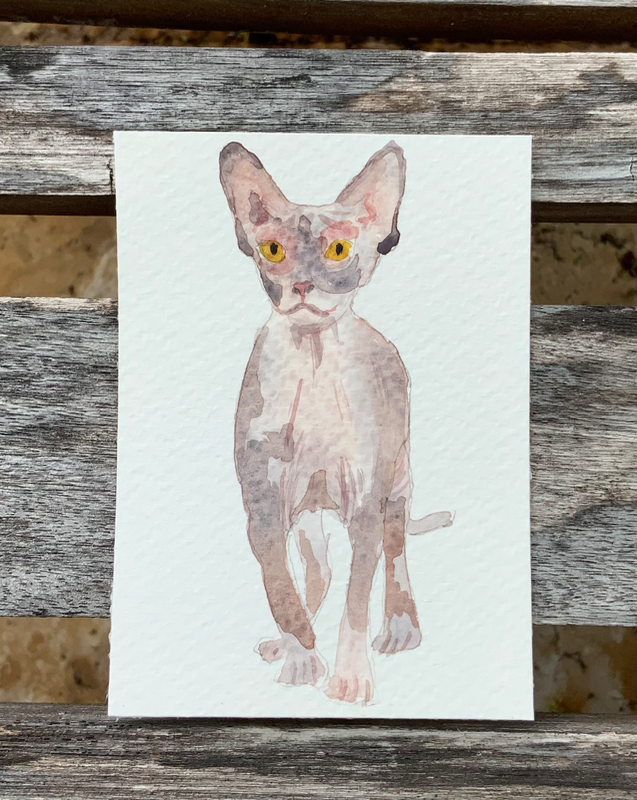 Watercolor painting on a bold cat “Sphynx”. aceo art card