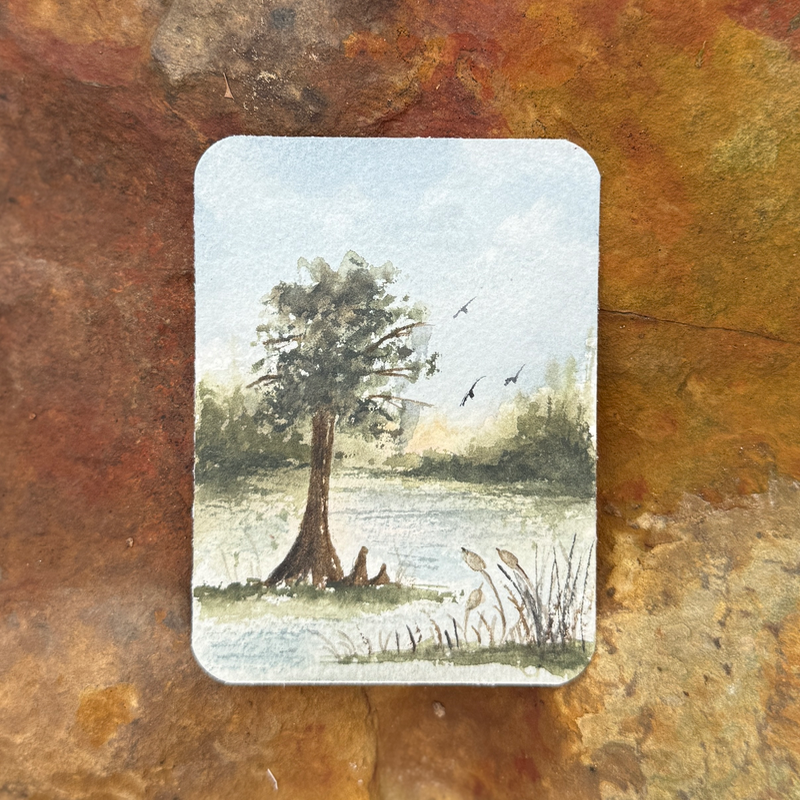 Cypress Swamp aceo art card