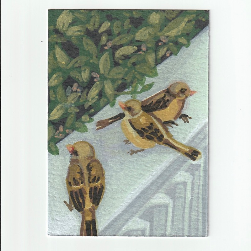 Three Little Birds aceo art card