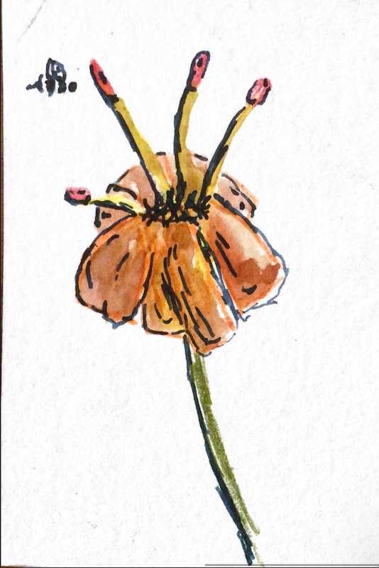 Flower with a bumble bee aceo art card