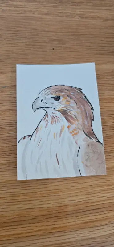 Red Tailed Hawk aceo art card